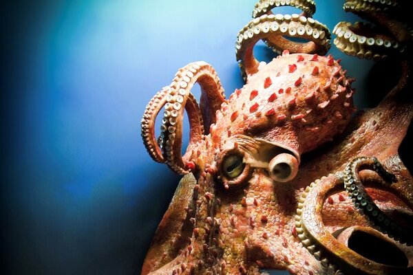Kraken сайт покупок